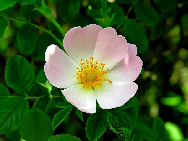 Fleur d'une rose-chien — Photo