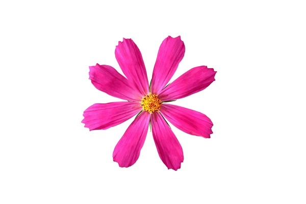 Stock image Pink flower