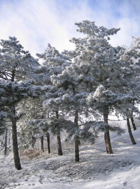 bir kar, ağaçlar