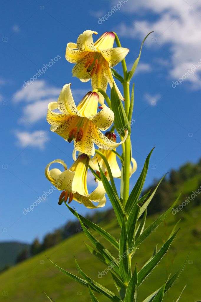 Mountain lily Stock Photo by ©Yurriy 1775439