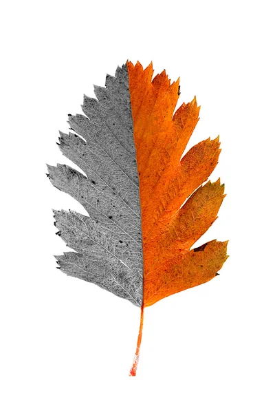 Leaf of a rowan-tree — Stock Photo, Image