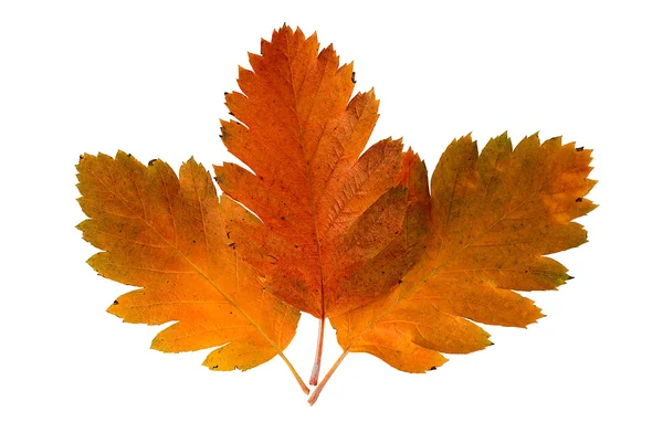 Three leaf of a rowan-tree — Stock Photo, Image
