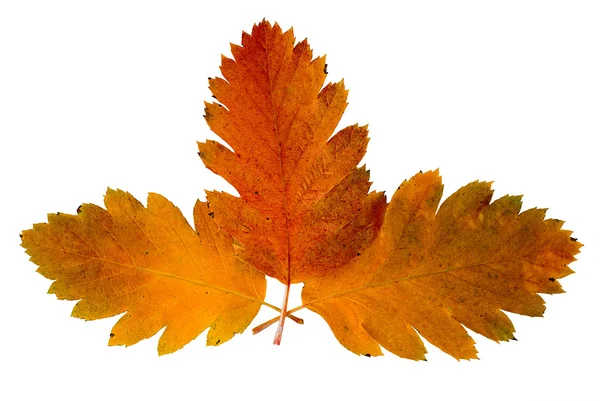 Three leaf of a rowan-tree — Stock Photo, Image