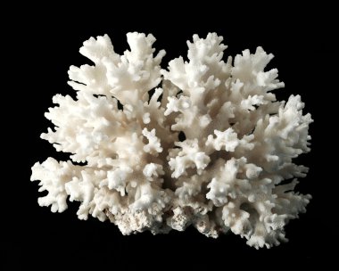 izole siyah üzerine beyaz mercan