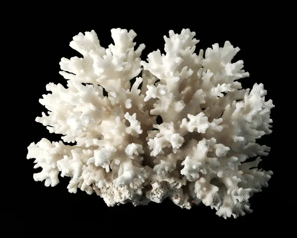 Bílý korál izolovaných na černém — Stock fotografie