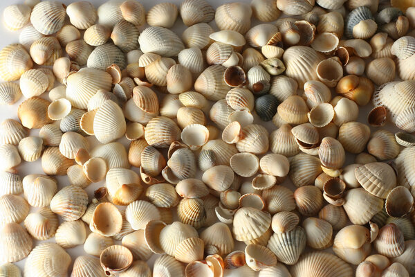 Shells