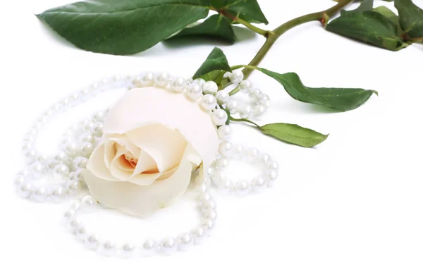 Romantische achtergrond met roos en pearl — Stockfoto