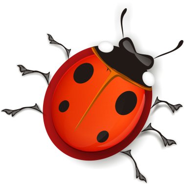 Beyaz arka plan üzerinde izole ladybird