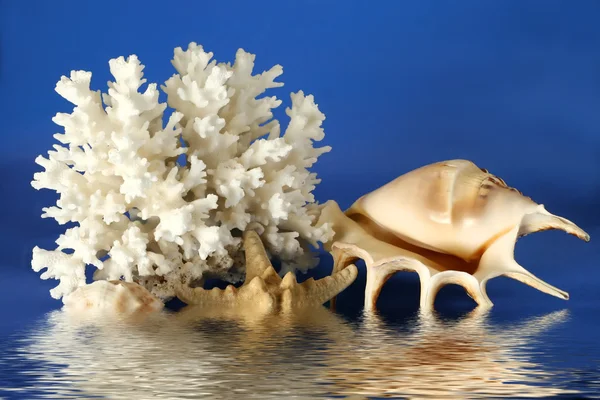 Seashell seastar and coral — Stock Photo, Image