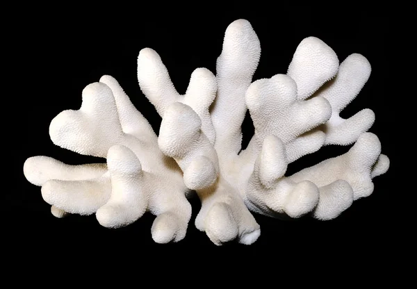 Fekete bacground elszigetelt fehér korall — Stock Fotó