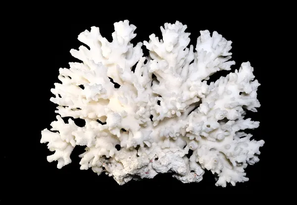 Siyah bacground izole beyaz mercan — Stok fotoğraf