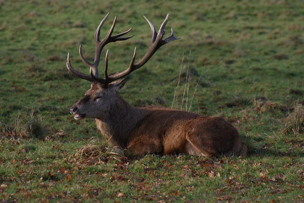 Rusa — Stok Foto