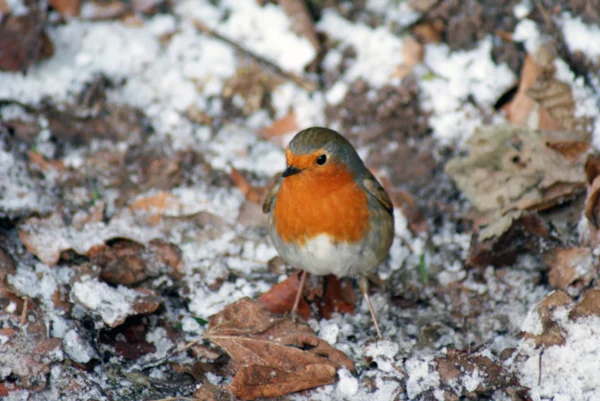 A robin — Stock Photo, Image
