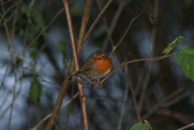 Robin