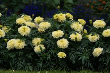 Afrika marigolds