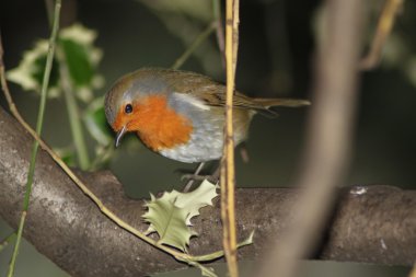 Robin