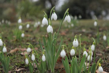 Snowdrops clipart