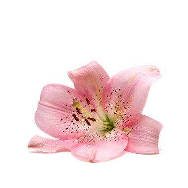 Lily Flower isolated on white clipart