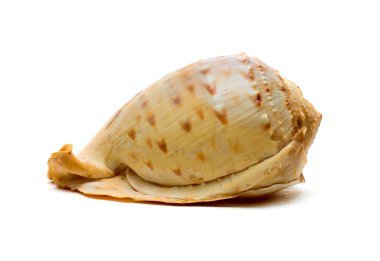 okyanus cockleshell