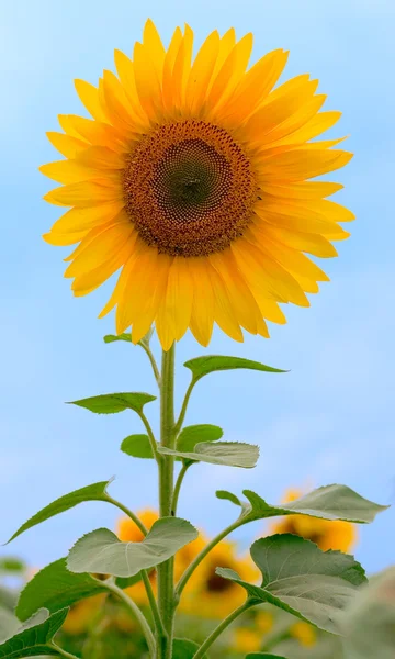 Krása slunečnice na pozadí oblohy — Stock fotografie