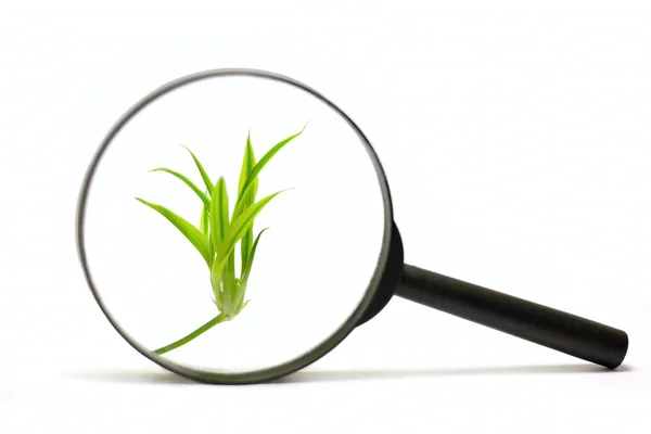 stock image Looking glass and plant