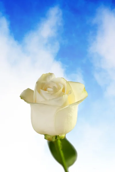 Witte roos op hemelachtergrond — Stockfoto
