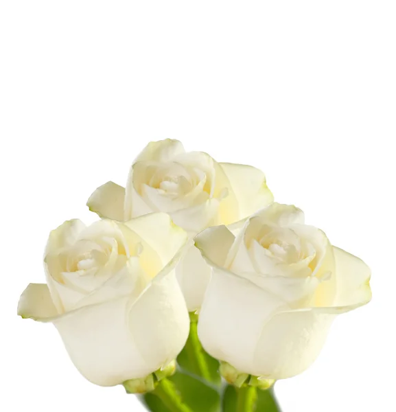 Trzy białe róże — Zdjęcie stockowe