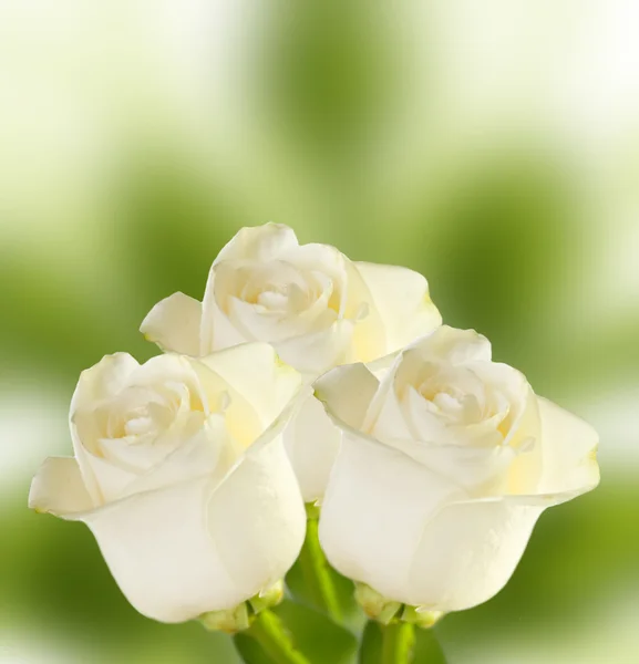 Trzy róże białe tło — Zdjęcie stockowe