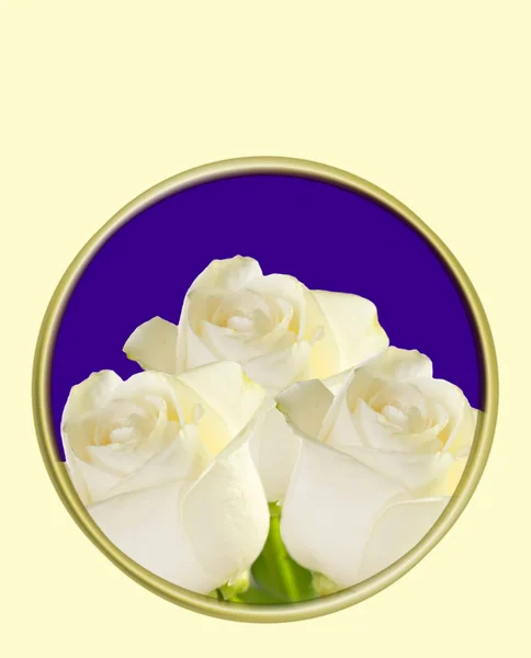Witte roos op wenskaart — Stockfoto