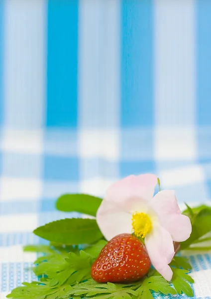 Erdbeere und Blume auf Stoff Hintergrund — Stockfoto