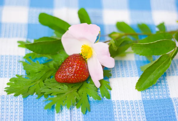 Erdbeere und Blume auf Stoff Hintergrund — Stockfoto