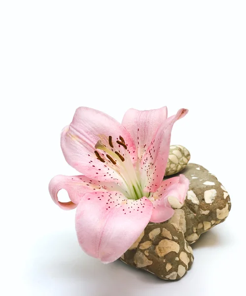Zambak çiçeği ve taş üzerine beyaz izole — Stok fotoğraf