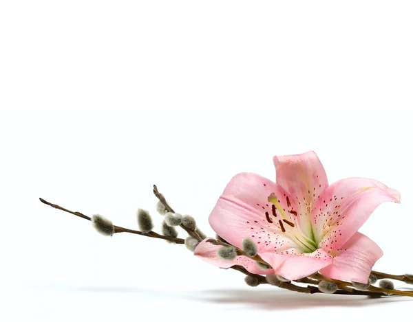 Flor de lirio aislada en blanco — Foto de Stock