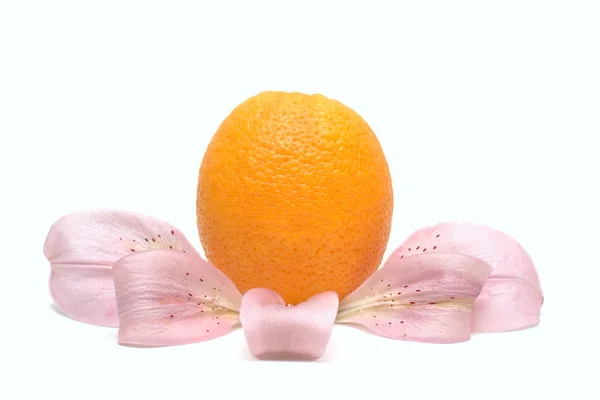 Pétala floral e laranja isoladas sobre branco — Fotografia de Stock