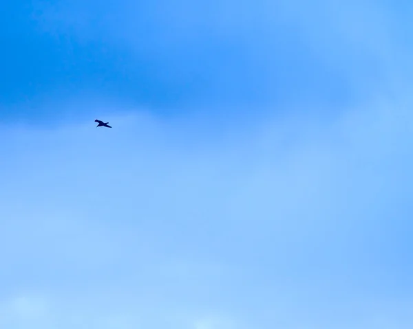 Himmel und kleiner Vogel — Stockfoto
