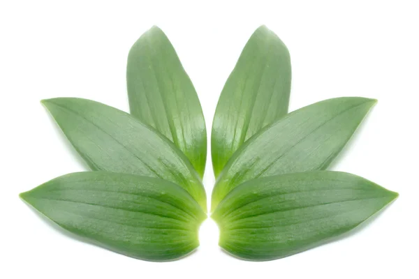 Grüne Blätter isoliert auf weiß — Stockfoto