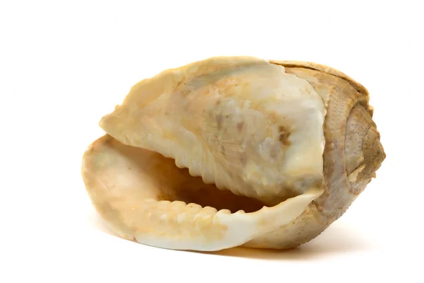 Óceán ehető szívkagyló elszigetelt fehér — Stock Fotó