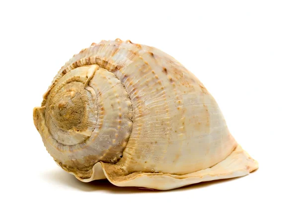 stock image Cockleshell isolated on white