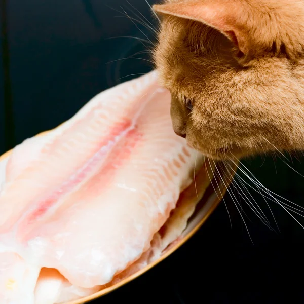 Кіт бачить на рибі — стокове фото