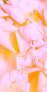 Rose petal arka plan