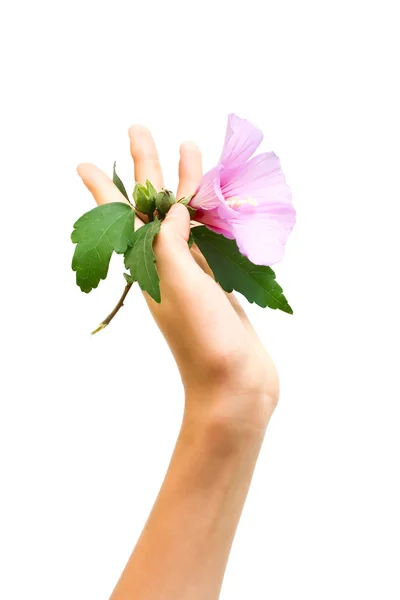 Blomma i mänsklig hand — Stockfoto