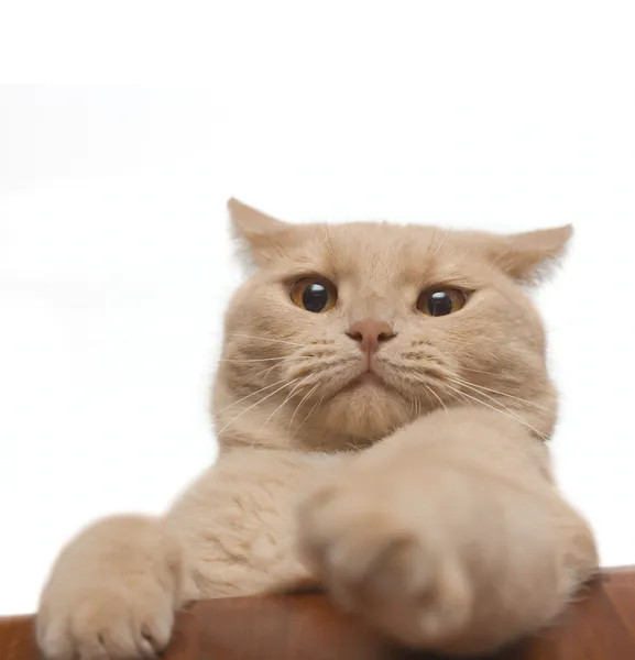 Раздражённая кошка, изолированная на белом — стоковое фото