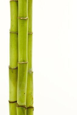 Bamboo clipart