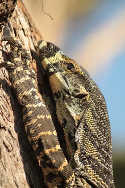 stock image Lace monitor