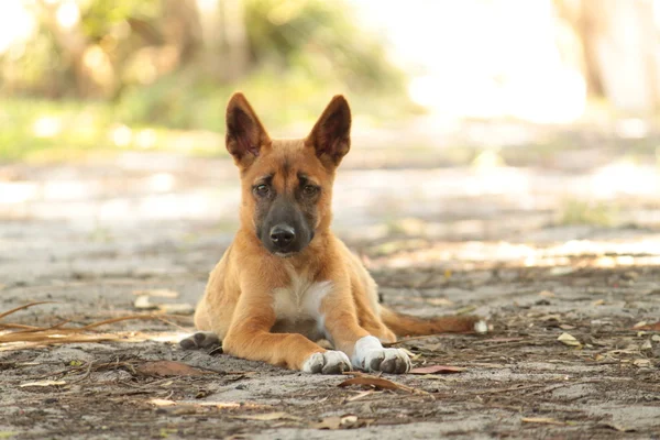Cachorro de dingo Imagen de archivo