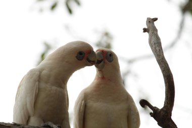 küçük corella