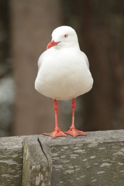 Silver Gull clipart