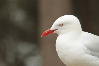 Silver Gull clipart