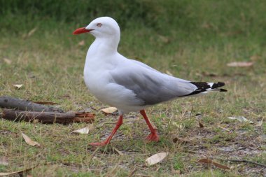 Silver Gull clipart