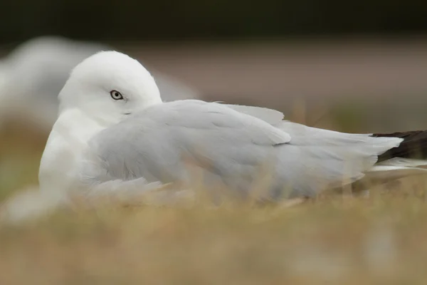 Silver Gull — Stock Photo, Image